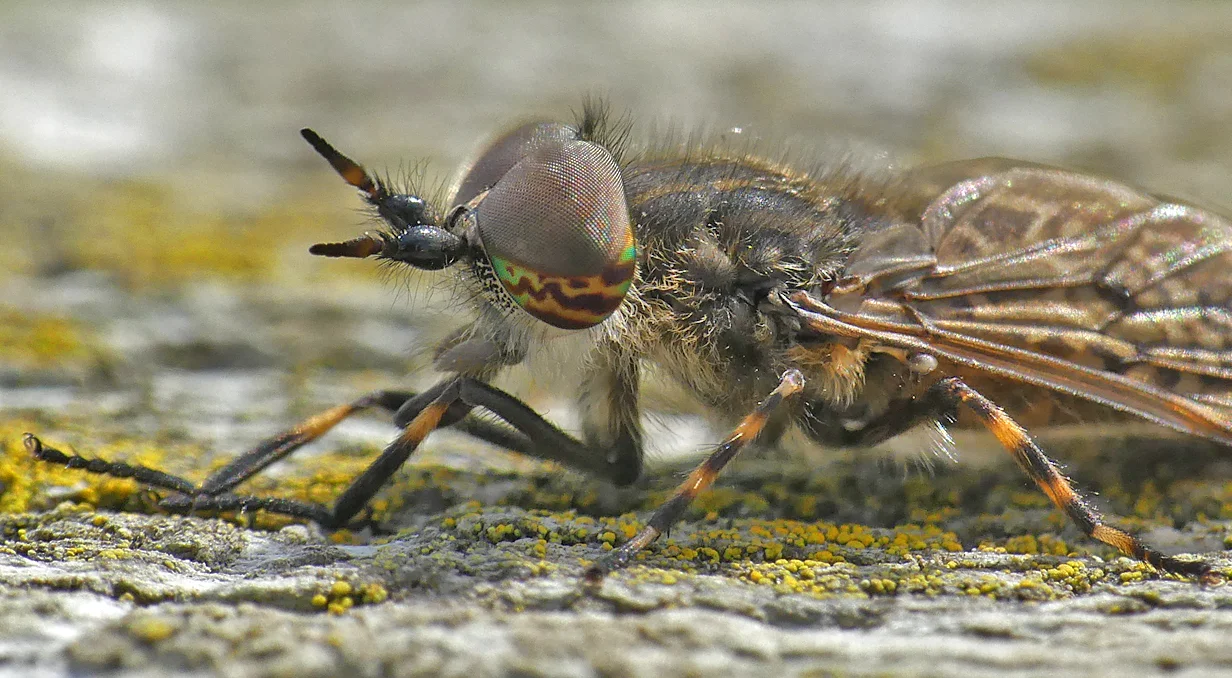 Notch-horned Cleg Fly, Little Fransham, Aug 18