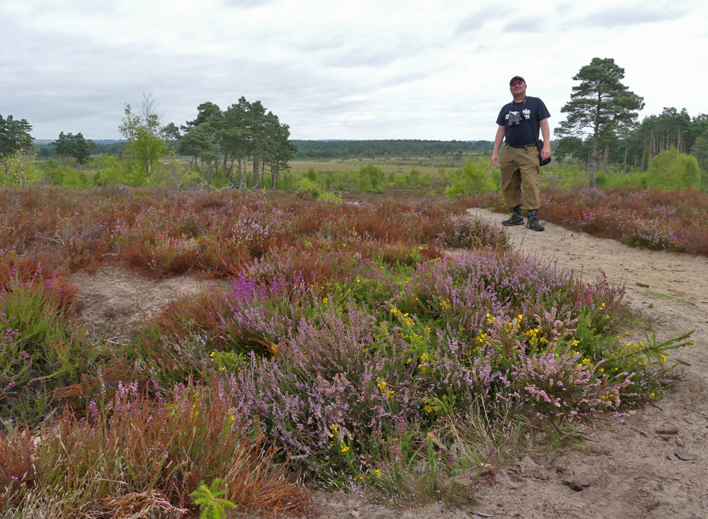 Thursley Common