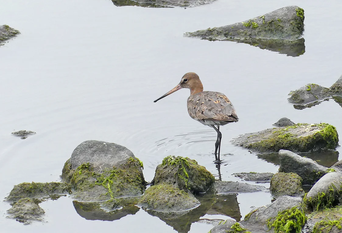 Black-tailed Godwit - Pulias, 23 Aug 18
