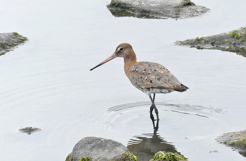 Black-tailed Godwit - Pulias, 23 Aug 18