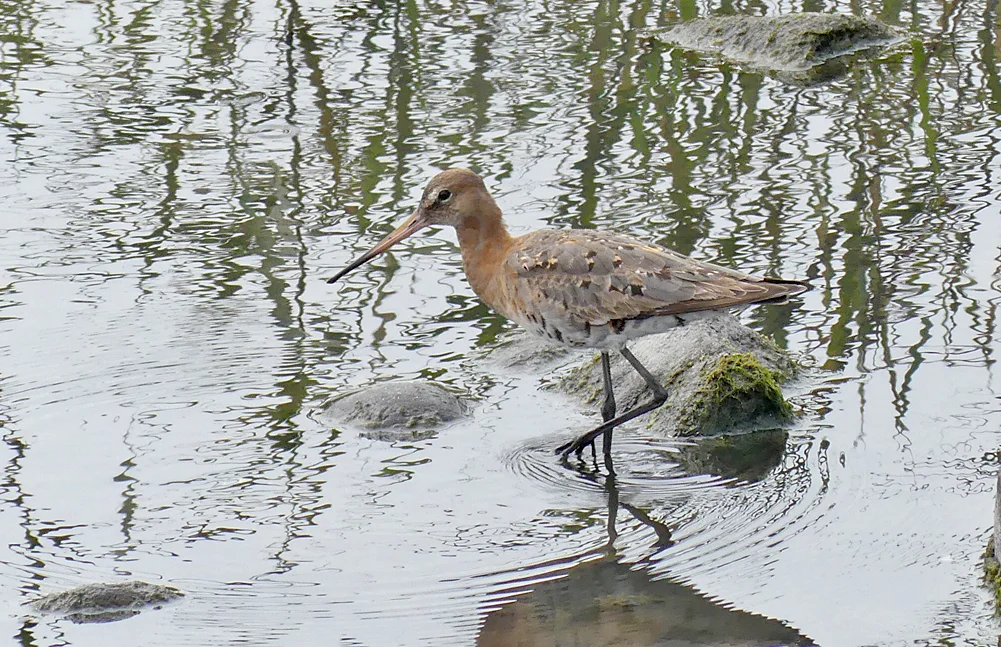 Black-tailed Godwit - Pulias, 23 Aug 18