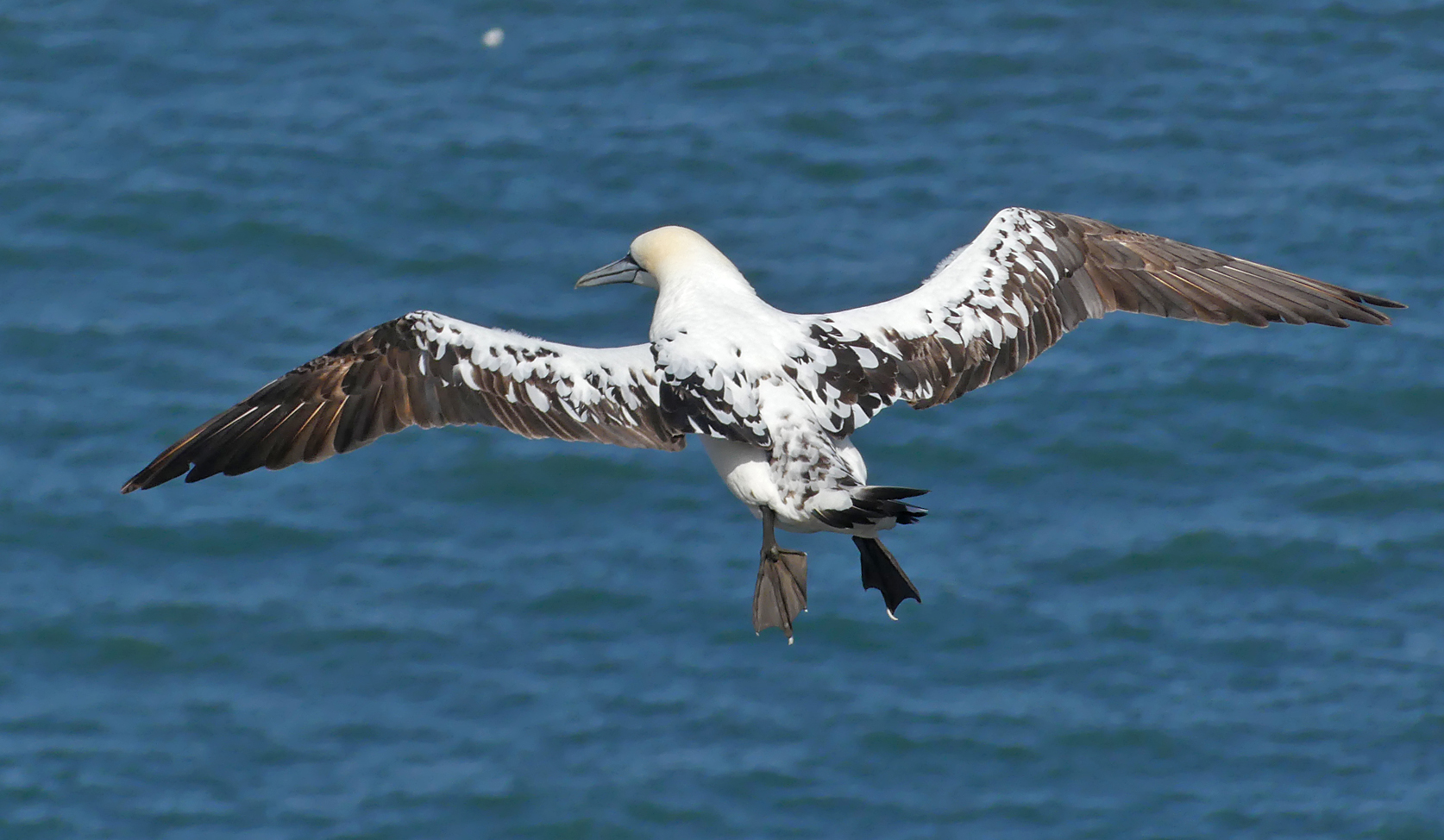 Gannet - Bempton Cliffs, 30 Aug 18