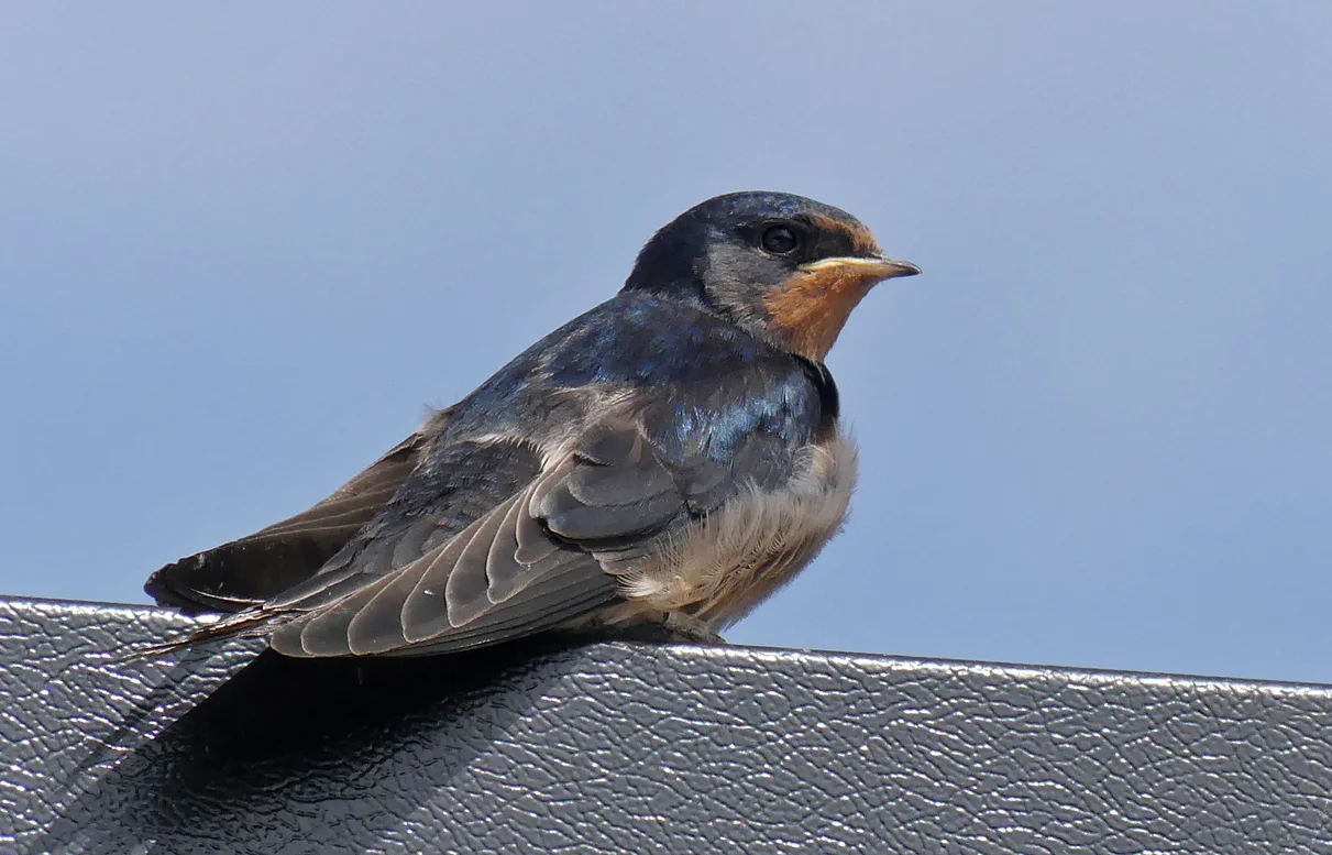 Swallow - Bempton, 30 Aug 18