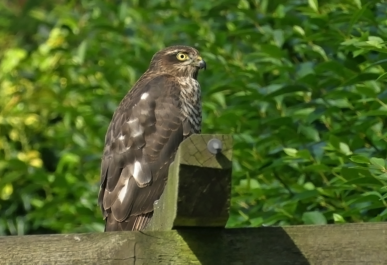 Sparrowhawk - Wold Newton, 30 Aug 18