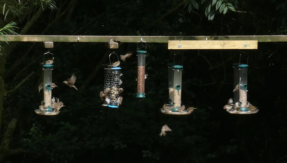Tree Sparrows - Bempton, 30 Aug 18
