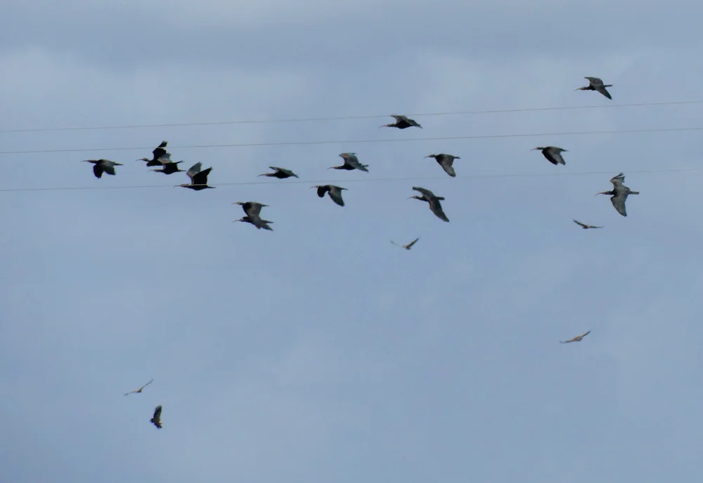 Bald Ibises & Griffons nrBenelup A.jpg