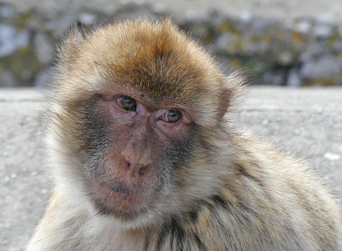 Barbary Macaque Gibraltar E.jpg