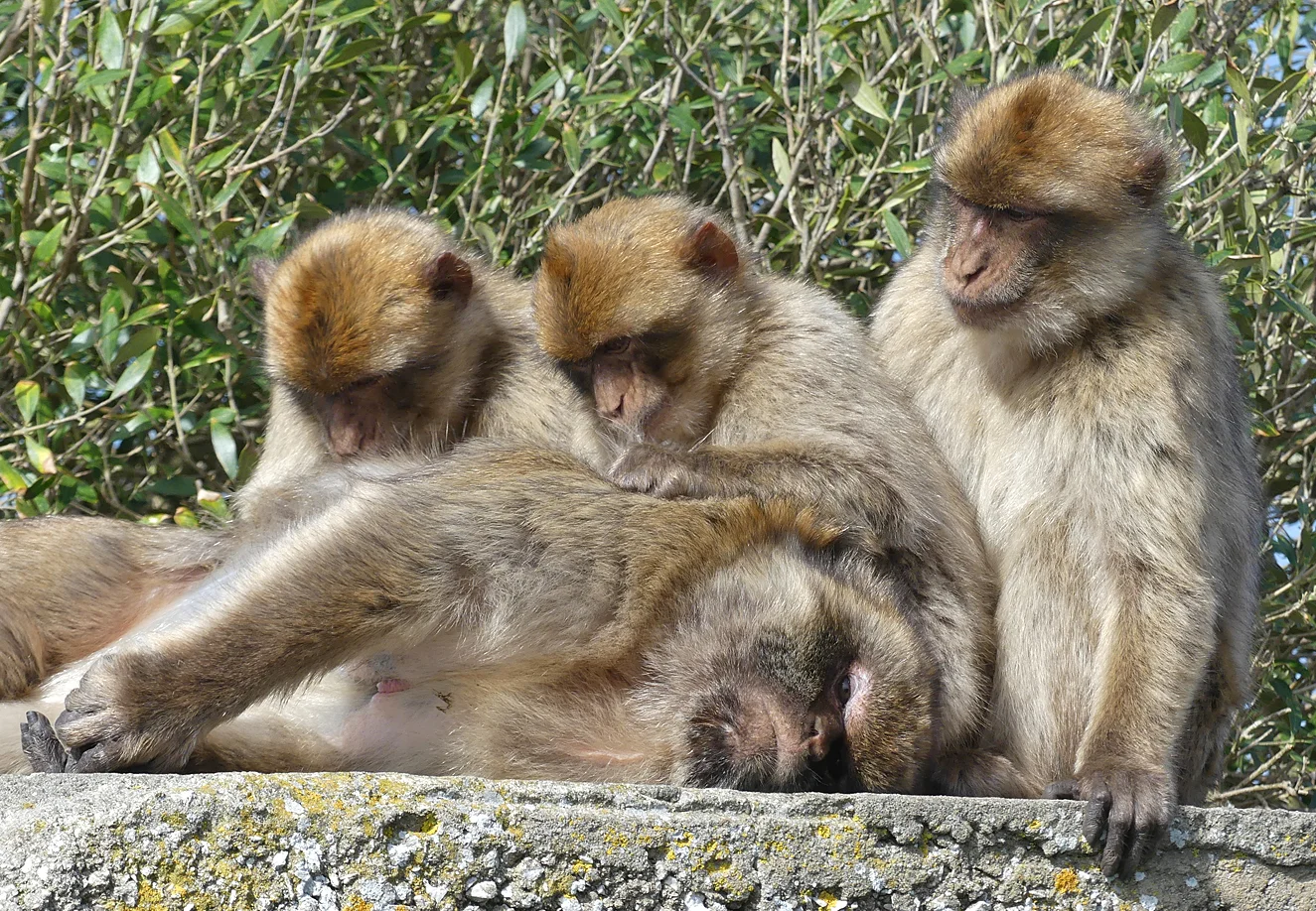 Barbary Macaque Gibraltar F.jpg