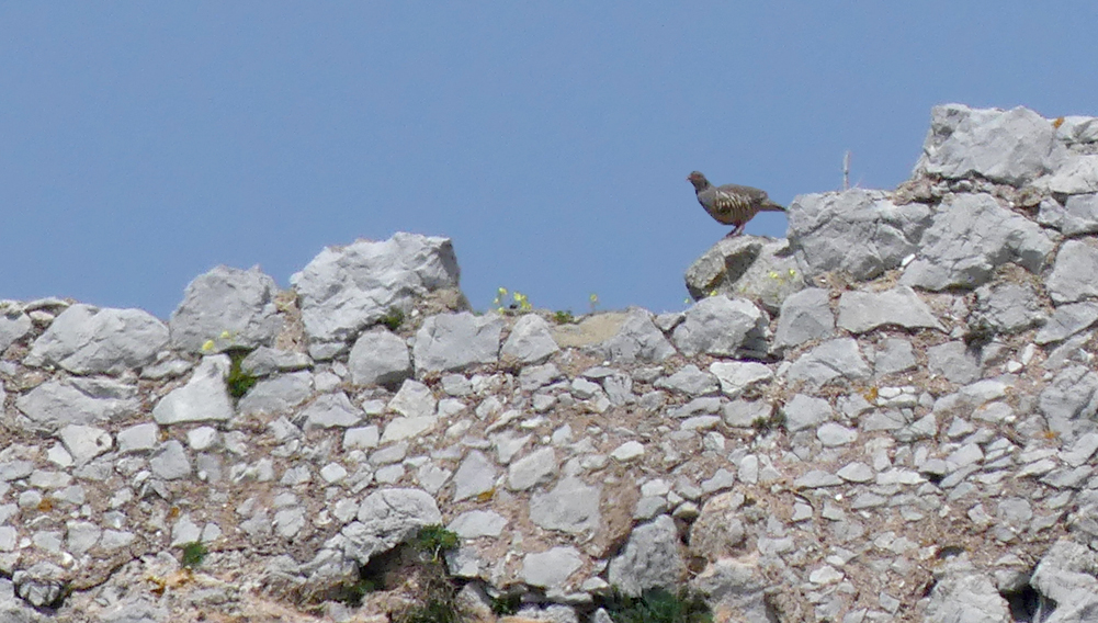 Barbary Partridge Gibraltar Aii.jpg