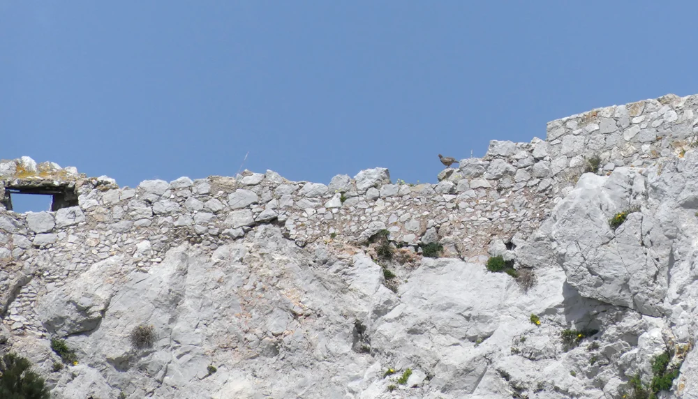 Barbary Partridge Gibraltar Ai.jpg