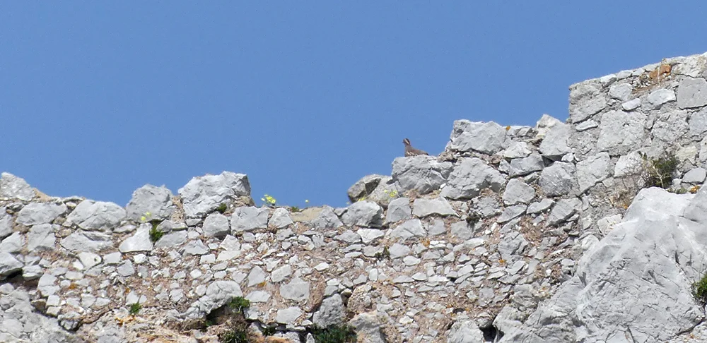 Barbary Partridge Gibraltar B.jpg