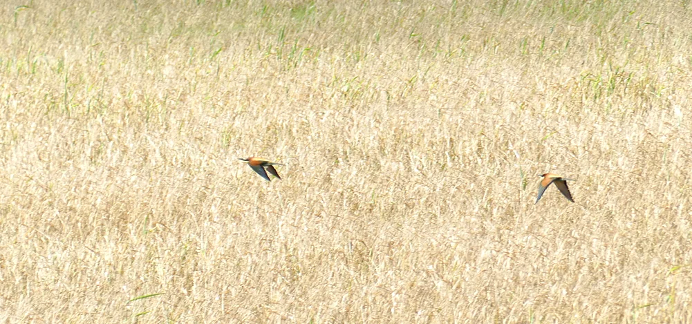 BeeEater LaJanda A.jpg