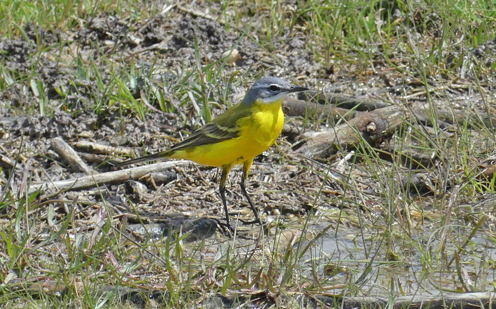 Blue-headed Wagtail LFdP B.jpg