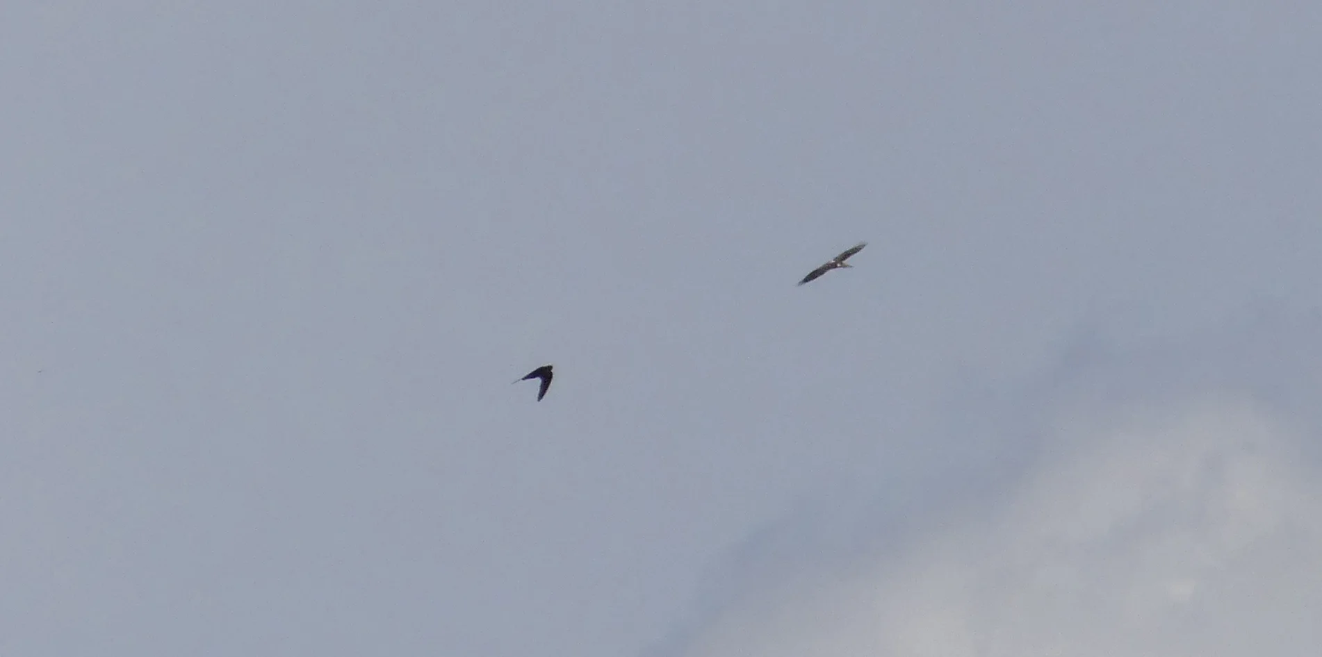 Bonelli's Eagle TebaGorge C.jpg