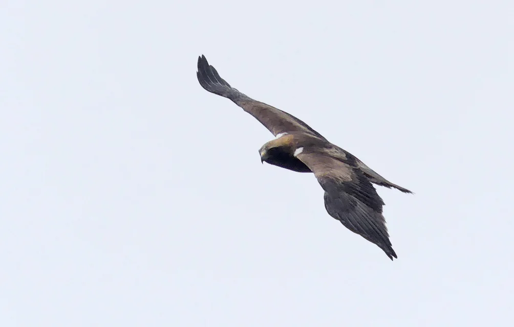 Booted Eagle Punta Carnero B.jpg