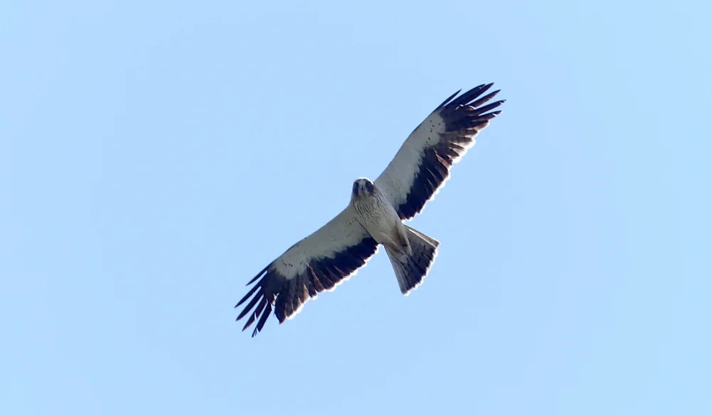 Booted Eagle Punta Carnero C.jpg