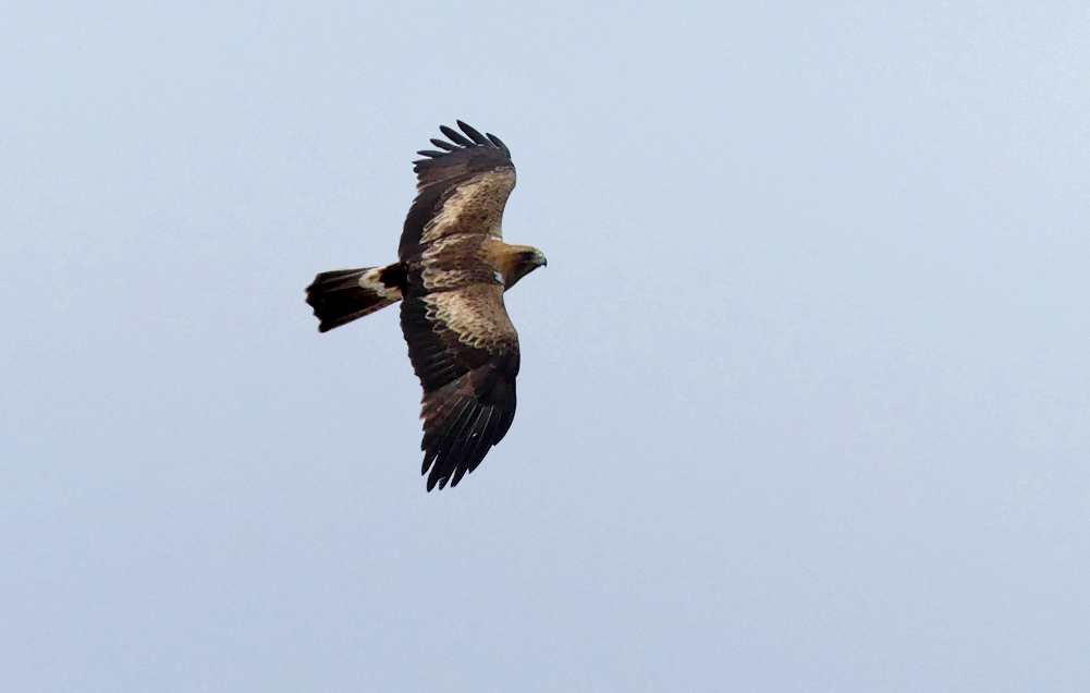Booted Eagle Punta Carnero G.jpg
