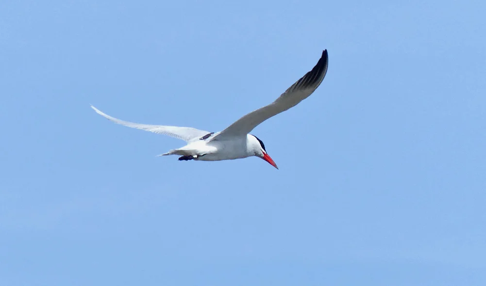 Caspian Tern Bonanza A.jpg