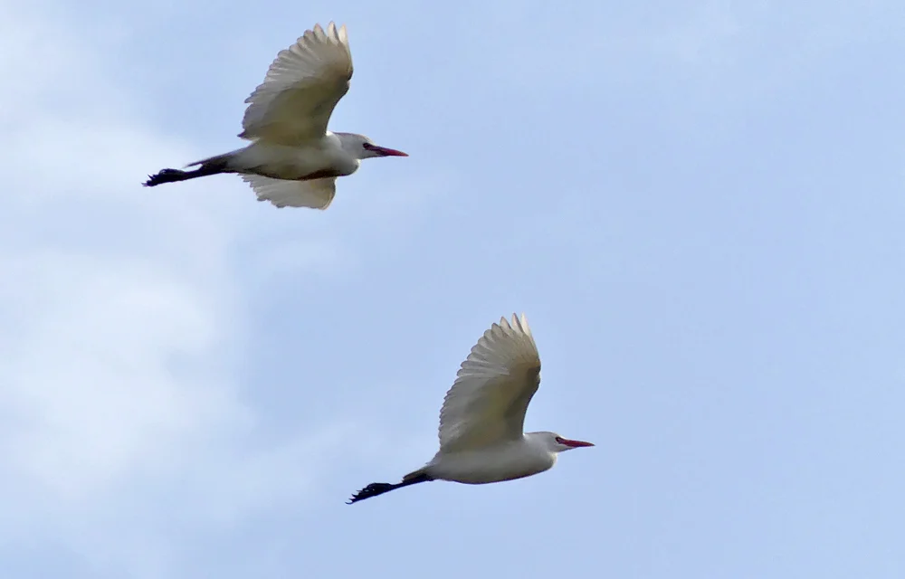 Cattle Egret LaJanda.jpg
