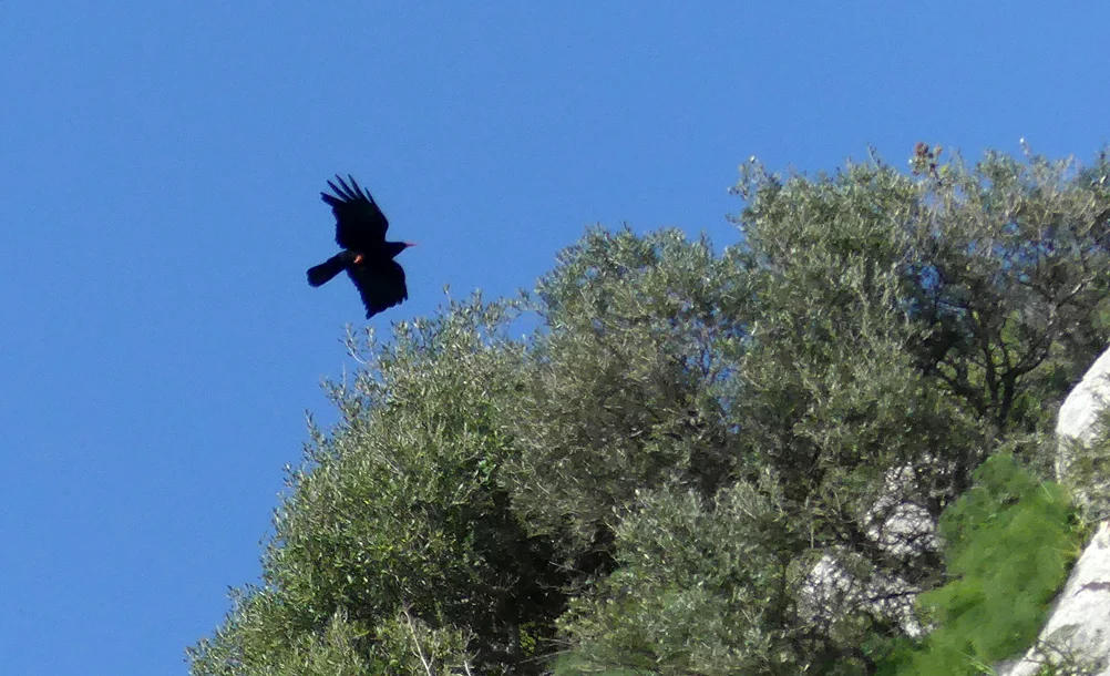 Chough TebaGorge.jpg