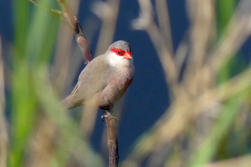 Common Waxbill Bonanza A.jpg