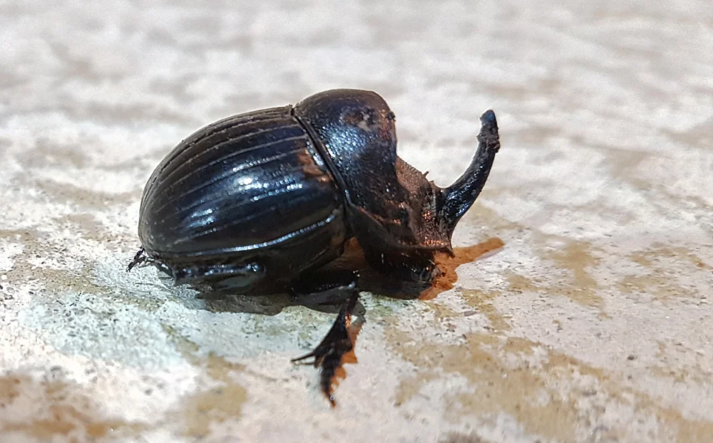 Copris hispanus qq Tarifa.jpg