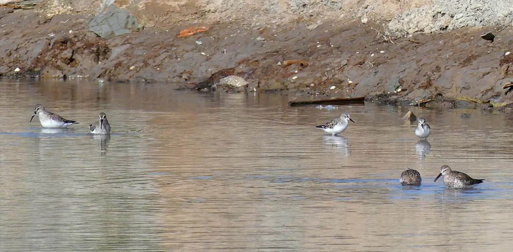 Curlew SP & Little Stint Bonanza A.jpg