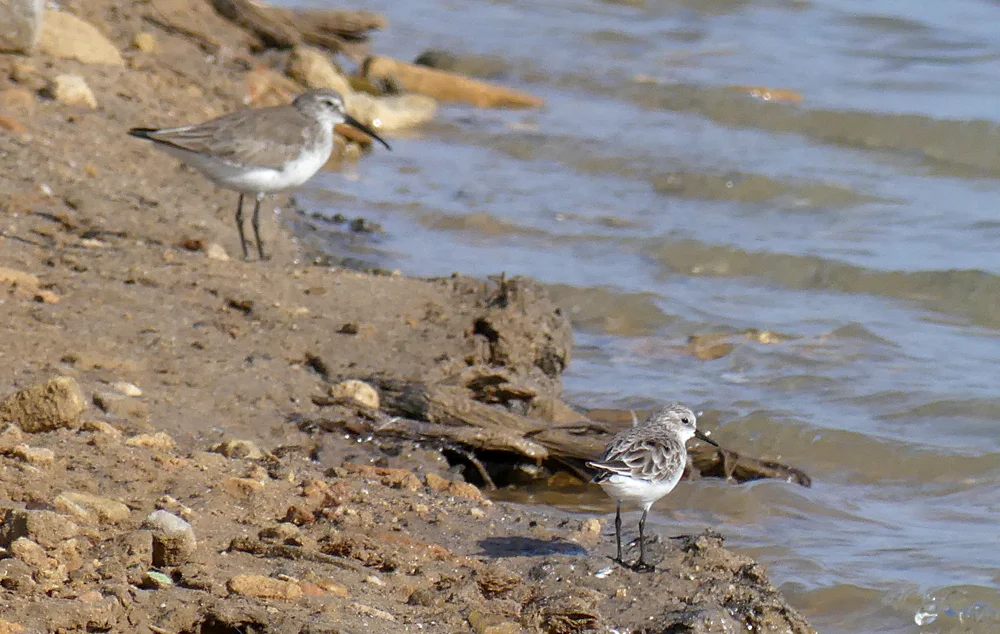 Curlew SP & Little Stint Bonanza B.jpg