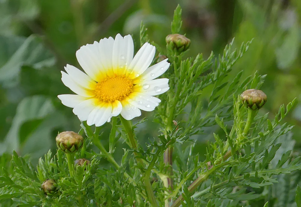 daisy sp LaJanda.jpg