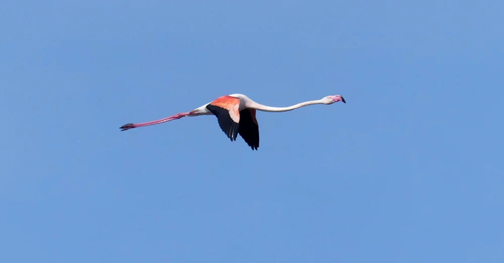 Greater Flamingo Bonanza B.jpg