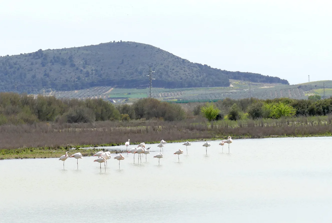 Greater Flamingo LFdP B.jpg