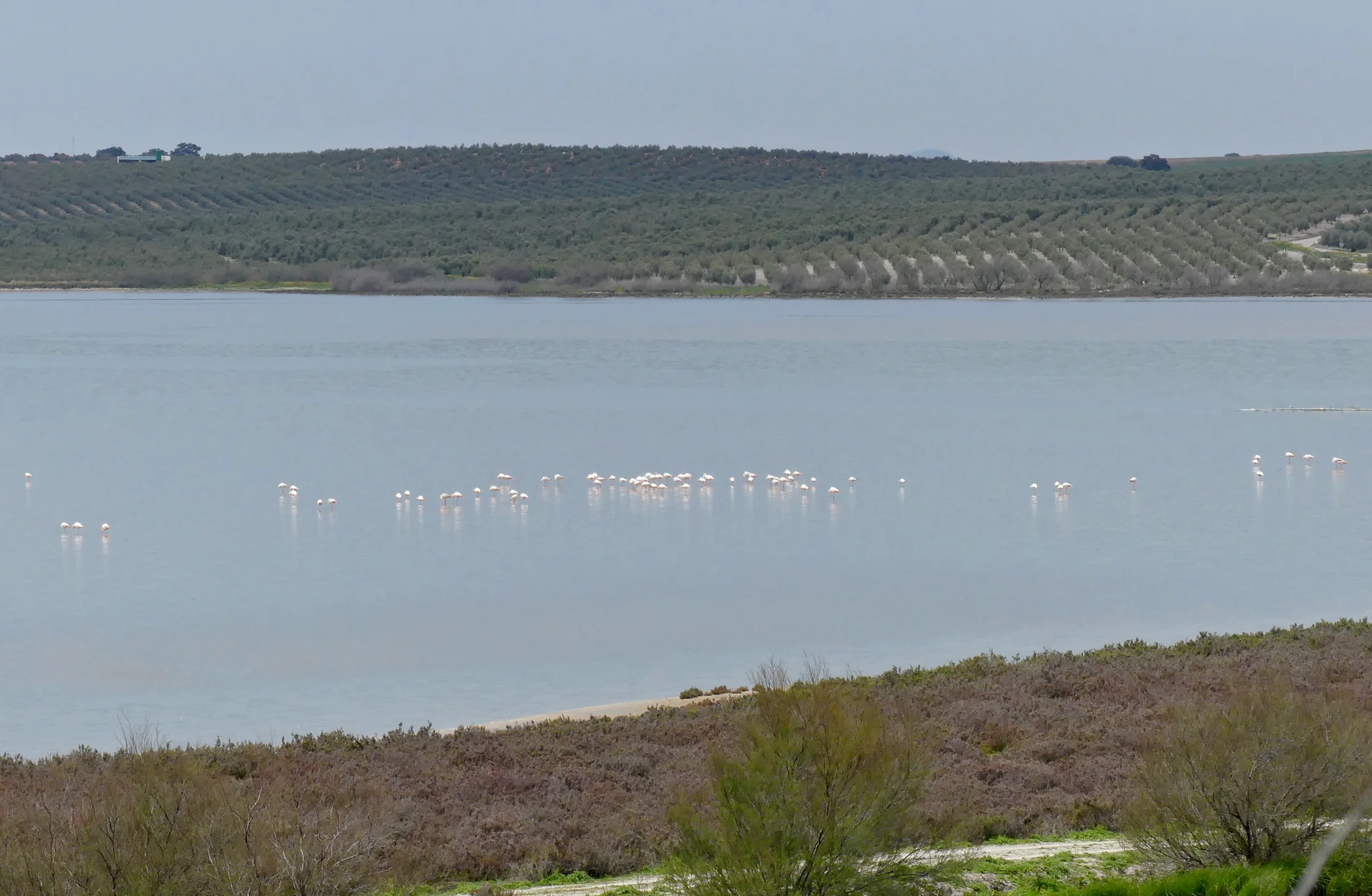Greater Flamingo LFdP A.jpg