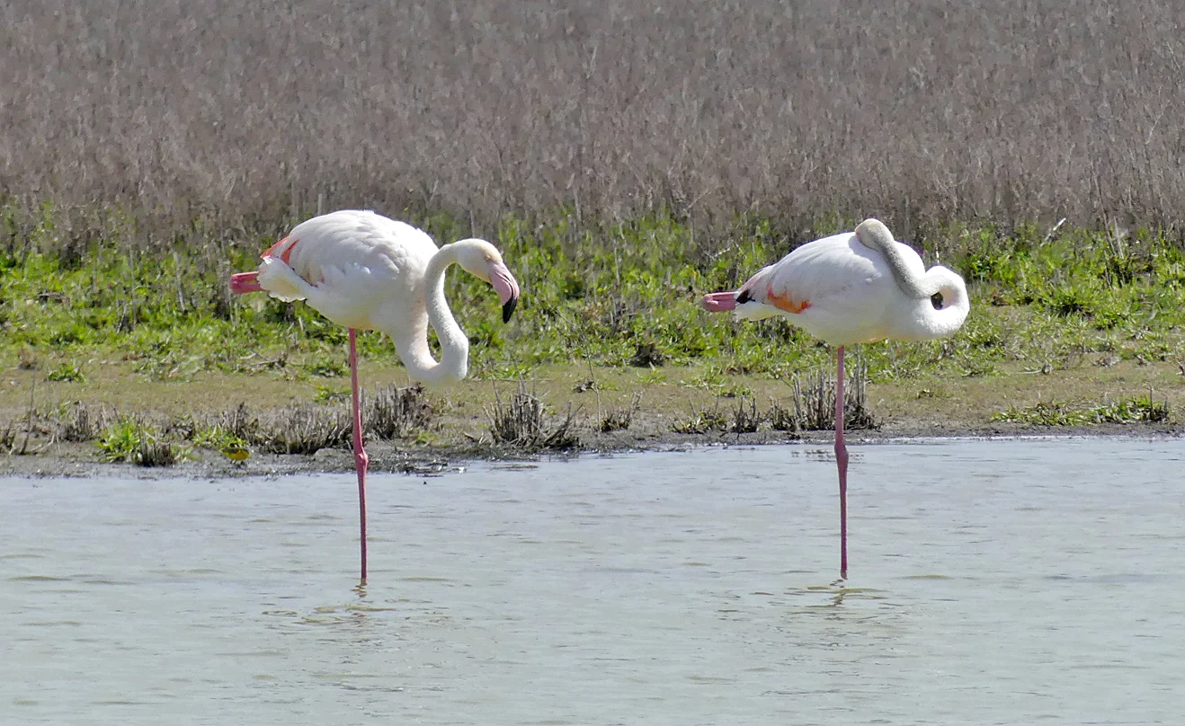 Greater Flamingo LFdP C.jpg