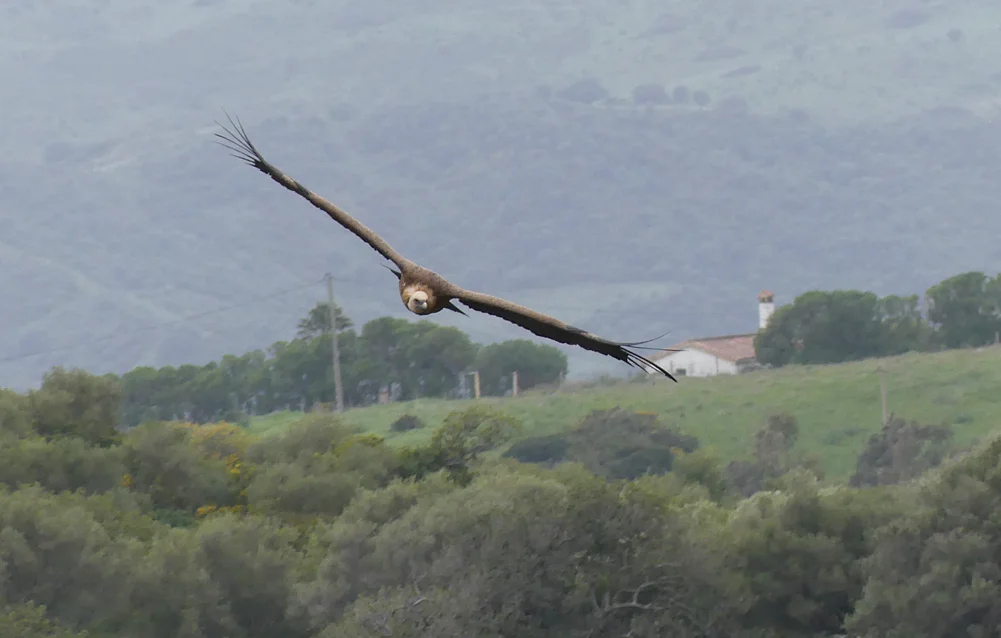 Griffon Vulture Casares E.jpg