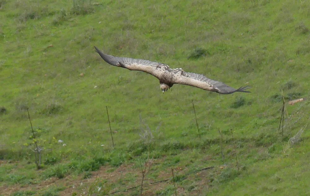 Griffon Vulture Casares F.jpg