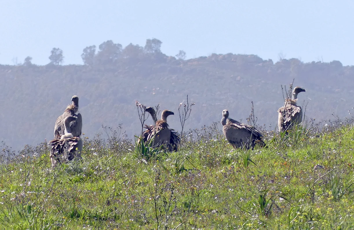 Griffon Vultures nr Bolonia A.jpg