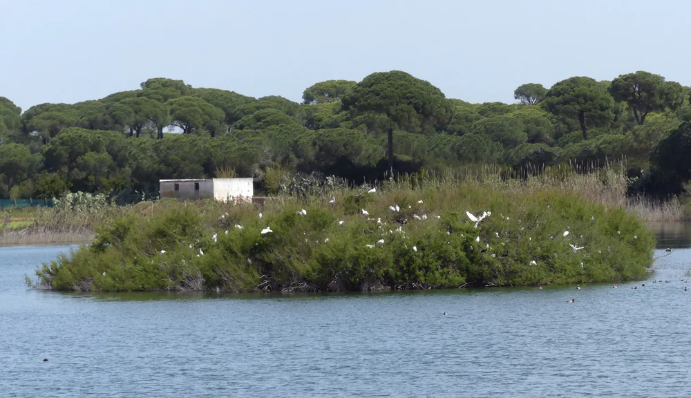 Heronry Laguna de Terelo.jpg