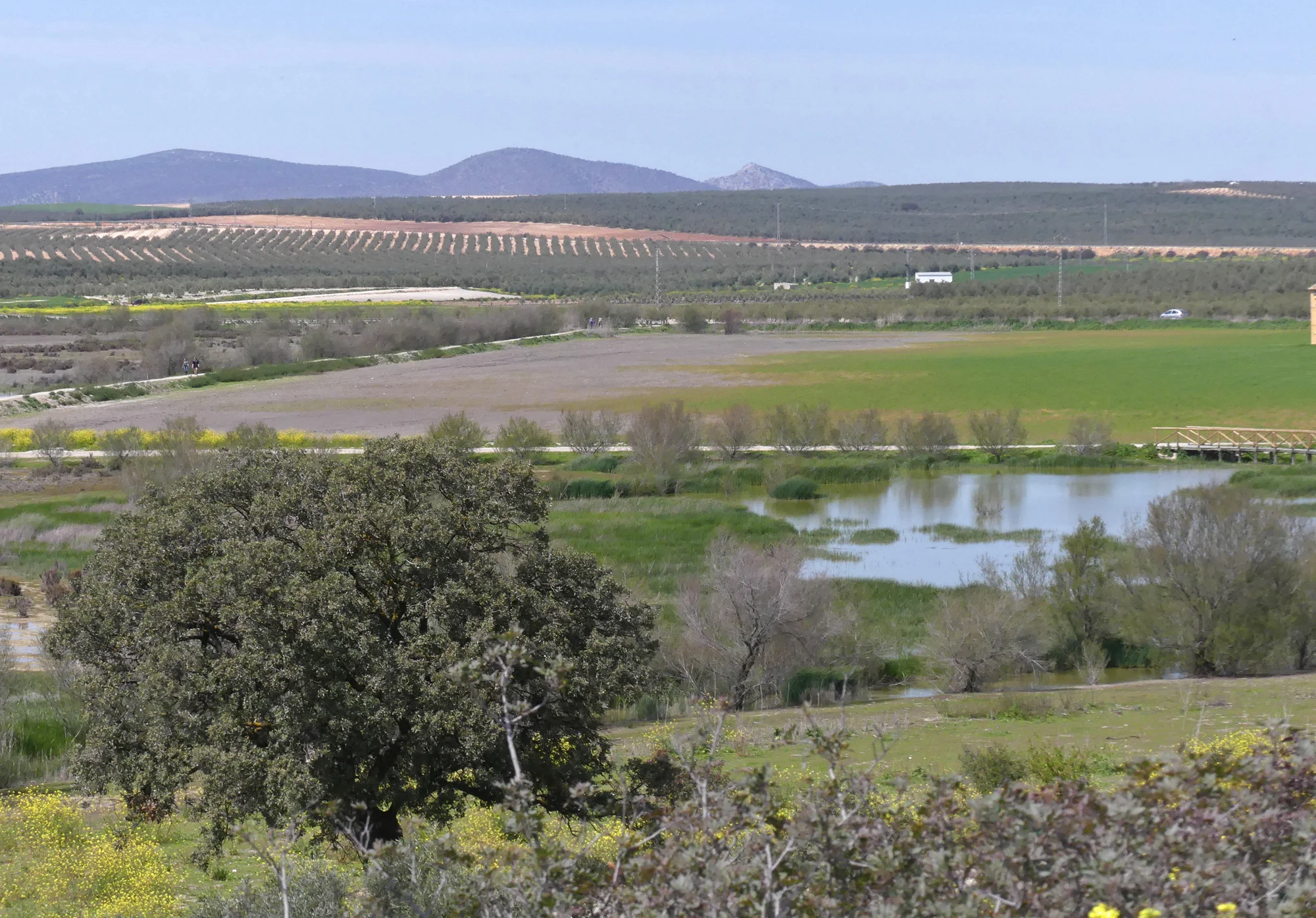 Laguna Fuente de Piedra B.jpg