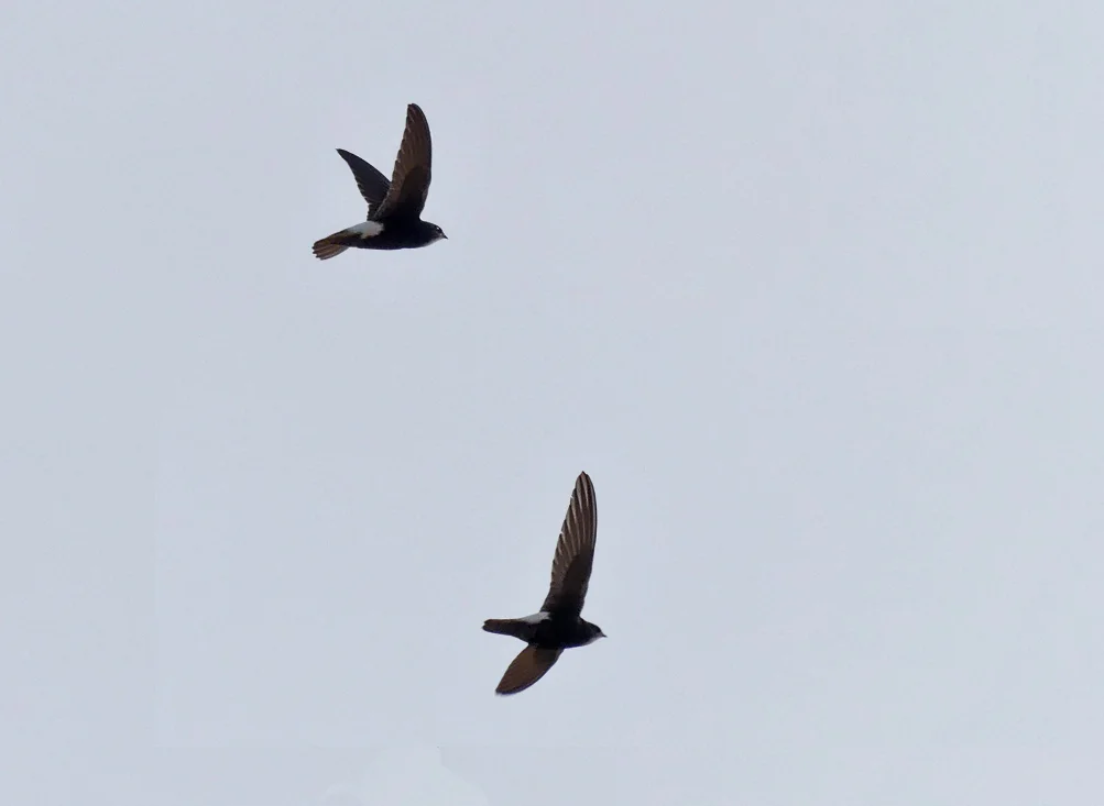 Little Swifts Chipiona F.jpg