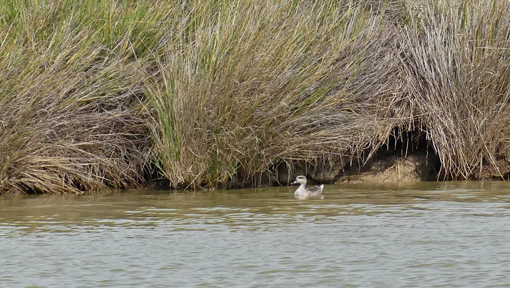 Marbled Teal Trebujena Marshes.jpg