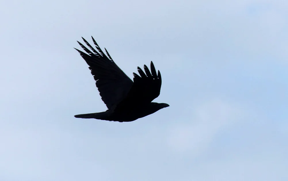 Raven Punta Carnero A.jpg