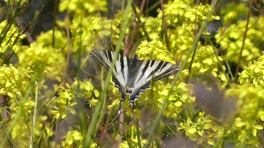Scarce Swallowtail LFdP A.jpg