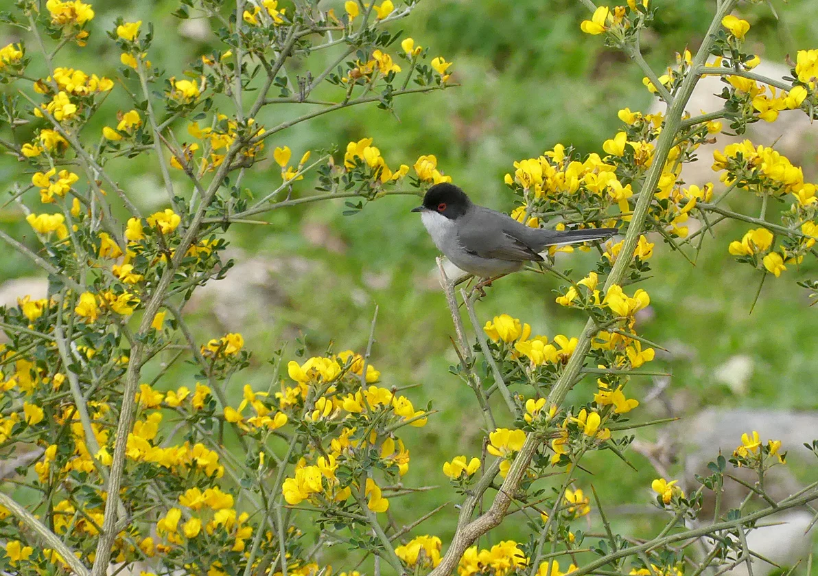 Sardinian Warbler Casares.jpg