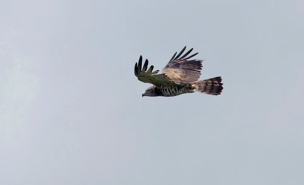 Short-toed Eagle Punta Carnero D.jpg
