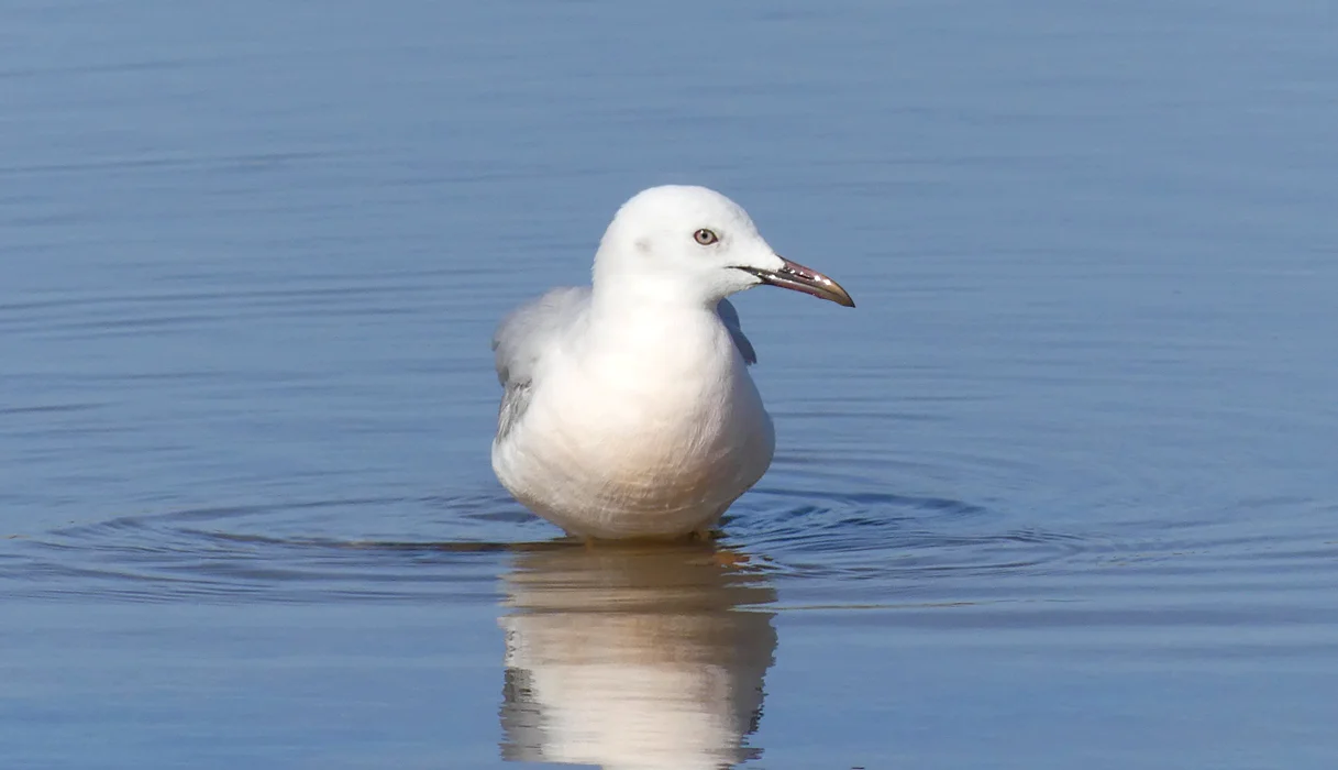 Slender-billed Gull Bonanza B.jpg