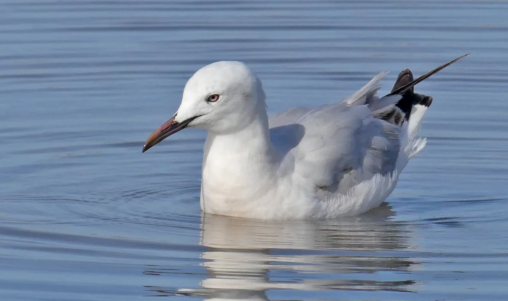 Slender-billed Gull Bonanza Cii.jpg