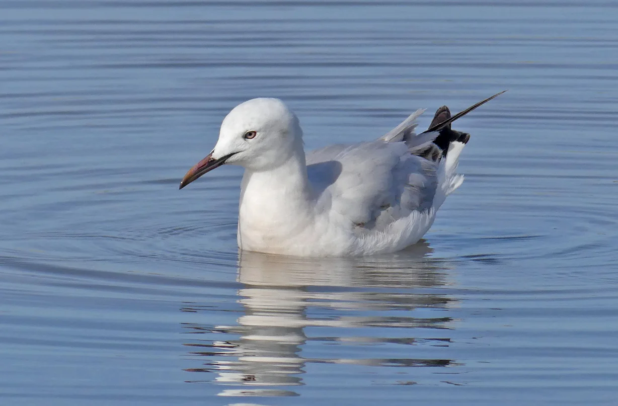 Slender-billed Gull Bonanza C.jpg