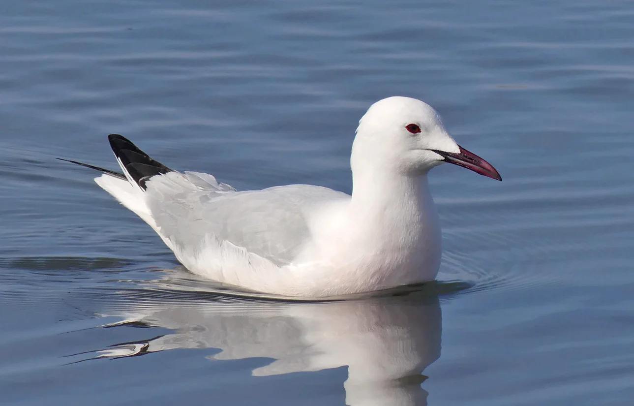 Slender-billed Gull Bonanza E.jpg