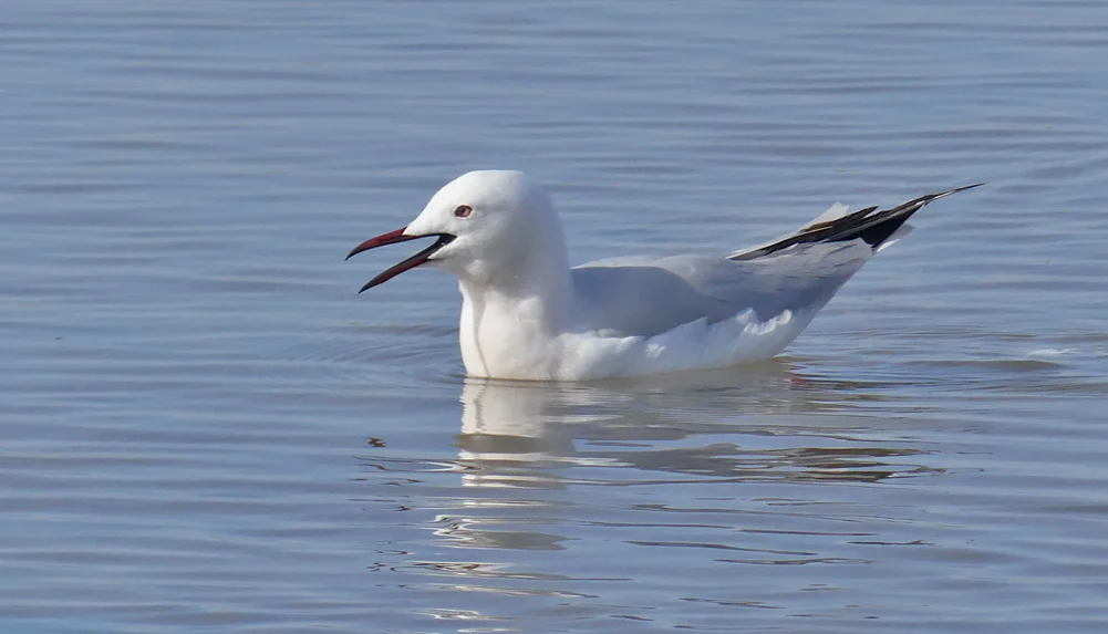 Slender-billed Gull Bonanza G.jpg