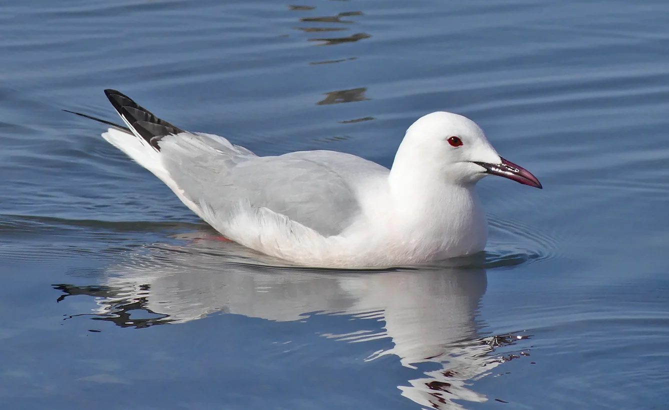 Slender-billed Gull Bonanza H.jpg